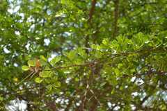 Haematoxylum campechianum